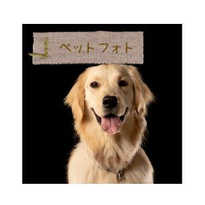 証明写真アイコン