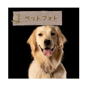 証明写真